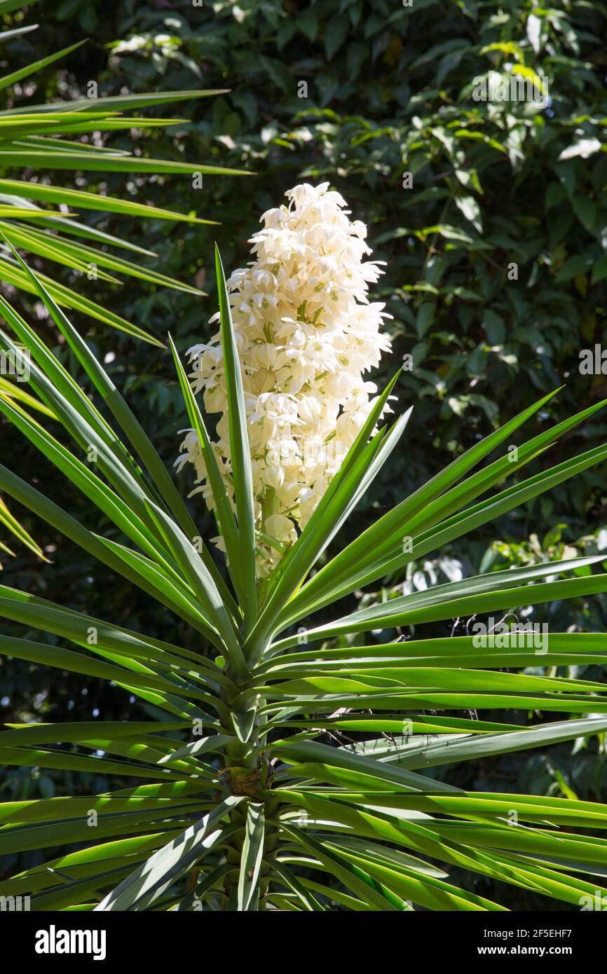 Mon Repos, Micoud, St Lucia. Esempio fiorente di una yucca comune, Yucca filamentosa, nei Giardini Botanici di Mamiku. Foto Stock