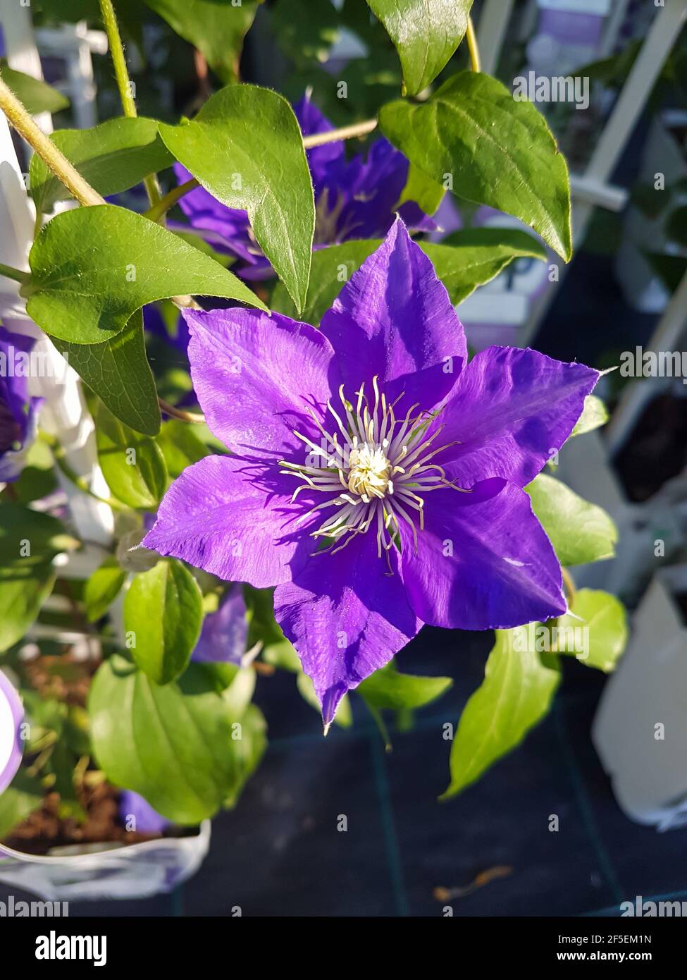 Bel fiore clematis nella serra primo piano Coriflora o Atragene piante sfondo Foto Stock