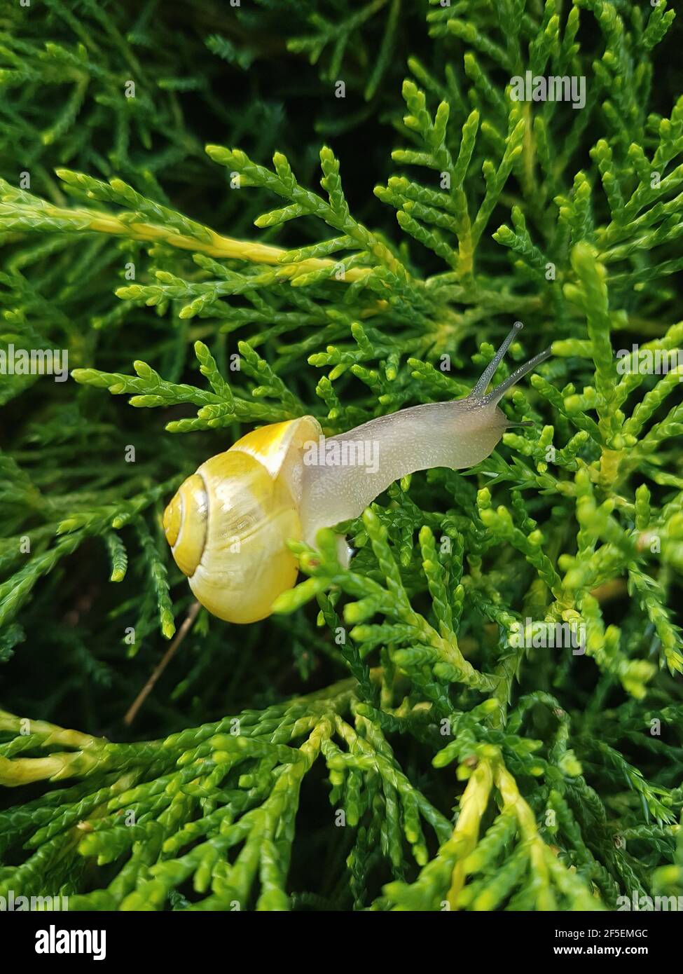 Lumaca in una conchiglia in foglie di ginepro sfondo estivo Foto Stock