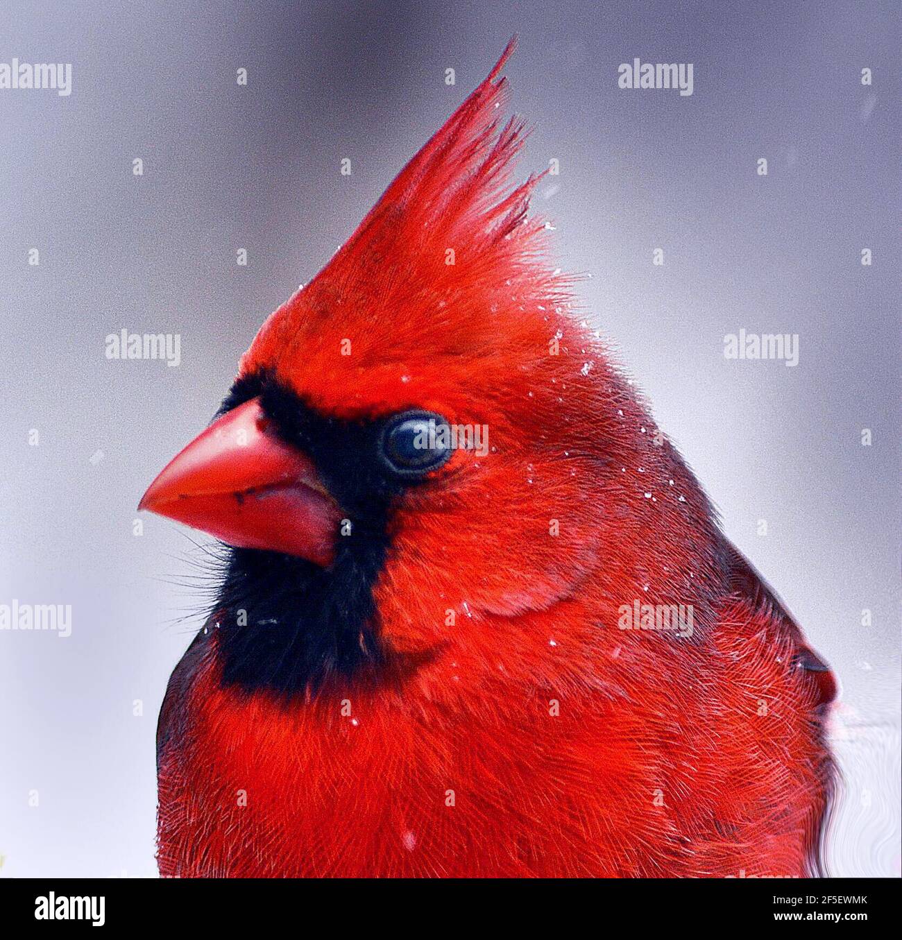 Un cardinale maschio (uccello). I Cardinali, della famiglia Cardinalidae, sono uccelli passerini trovati in Nord e Sud America. Essi sono anche noti come cardinal-grossbeaks e cardinal-buntings. Foto Stock