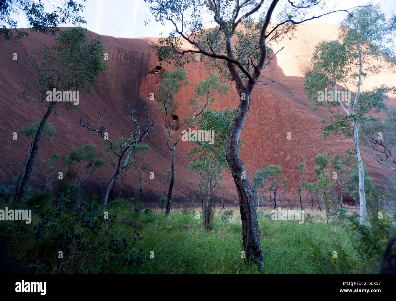 Vista da vicino di Kata Tjuta nel Parco Nazionale di Uluru-kata tjuta, territorio del Nord, Australia, con alcuni splendidi alberi nativi Foto Stock