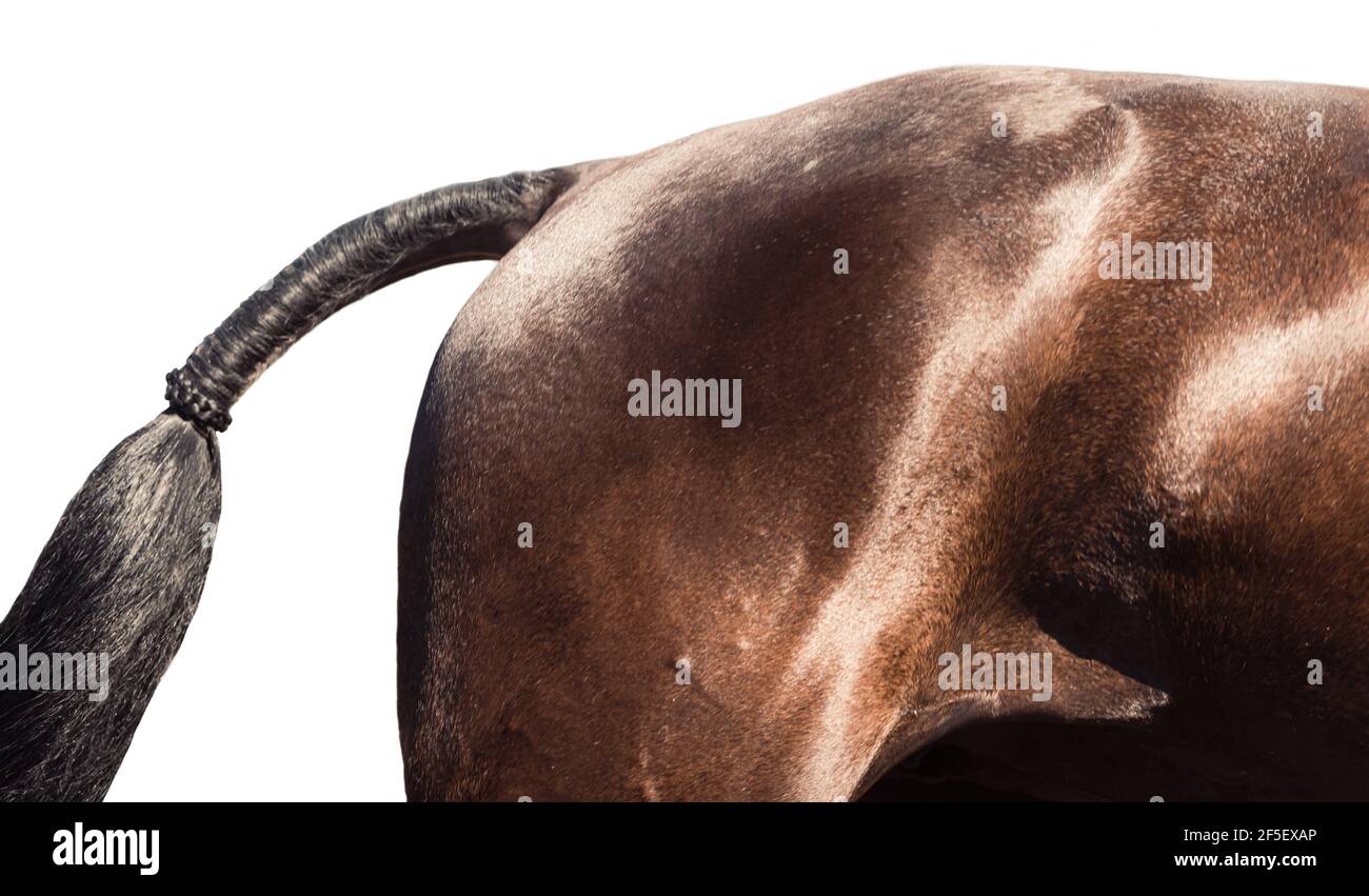 Astratto arte del cavallo i9n galoppo completo nel concorso Foto Stock
