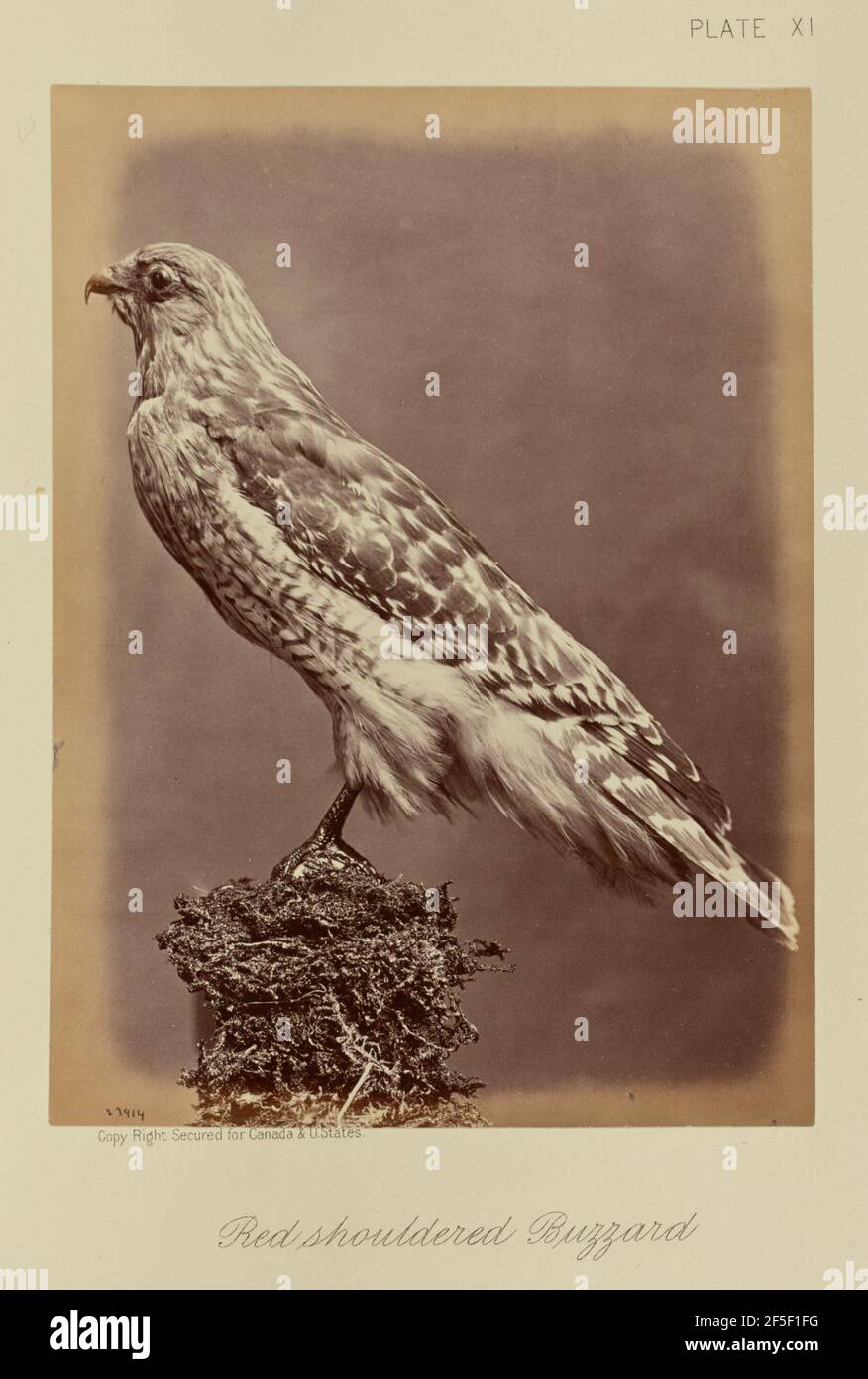 Buzzard rosso con spalle. William Notman (canadese, nato Scozia, 1826 - 1891) Foto Stock
