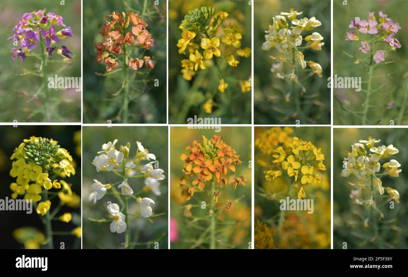 (210326) -- NANCHANG, 26 marzo 2021 (Xinhua) -- Combo foto scattata il 24 marzo 2021 mostra fiori di cole di colori diversi in un campo sperimentale presso l'Università agricola di Jiangxi a Nanchang, nella provincia di Jiangxi nella Cina orientale. Il professor fu si occupa della ricerca dei fiori di cole da 18 anni. I fiori di cole che ha coltivato non sono solo di buon aspetto, ma hanno anche un alto rendimento di olio. Anche se il processo di riproduzione del colore non è facile, nel punto di vista di fu Donghui, i fiori di cole colorati hanno molti benefici tra cui la resistenza alle malattie e la resistenza all'alloggio. Oltre alla ricerca sui fiori di cole, professo Foto Stock