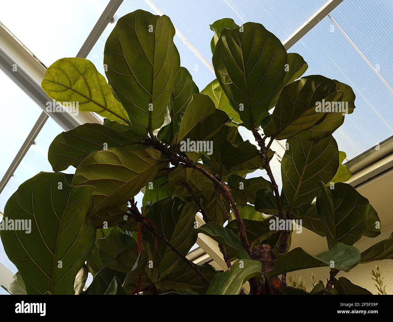 Grandi foglie verdi che crescono da Fiddle Fig Tree o Ficus Lyrata vista dal basso verso l'alto sfondo natura Foto Stock