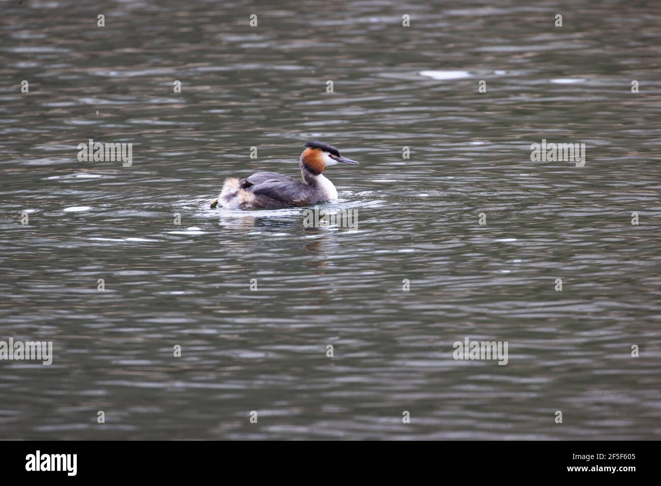 Svasso maggiore sul lago Foto Stock