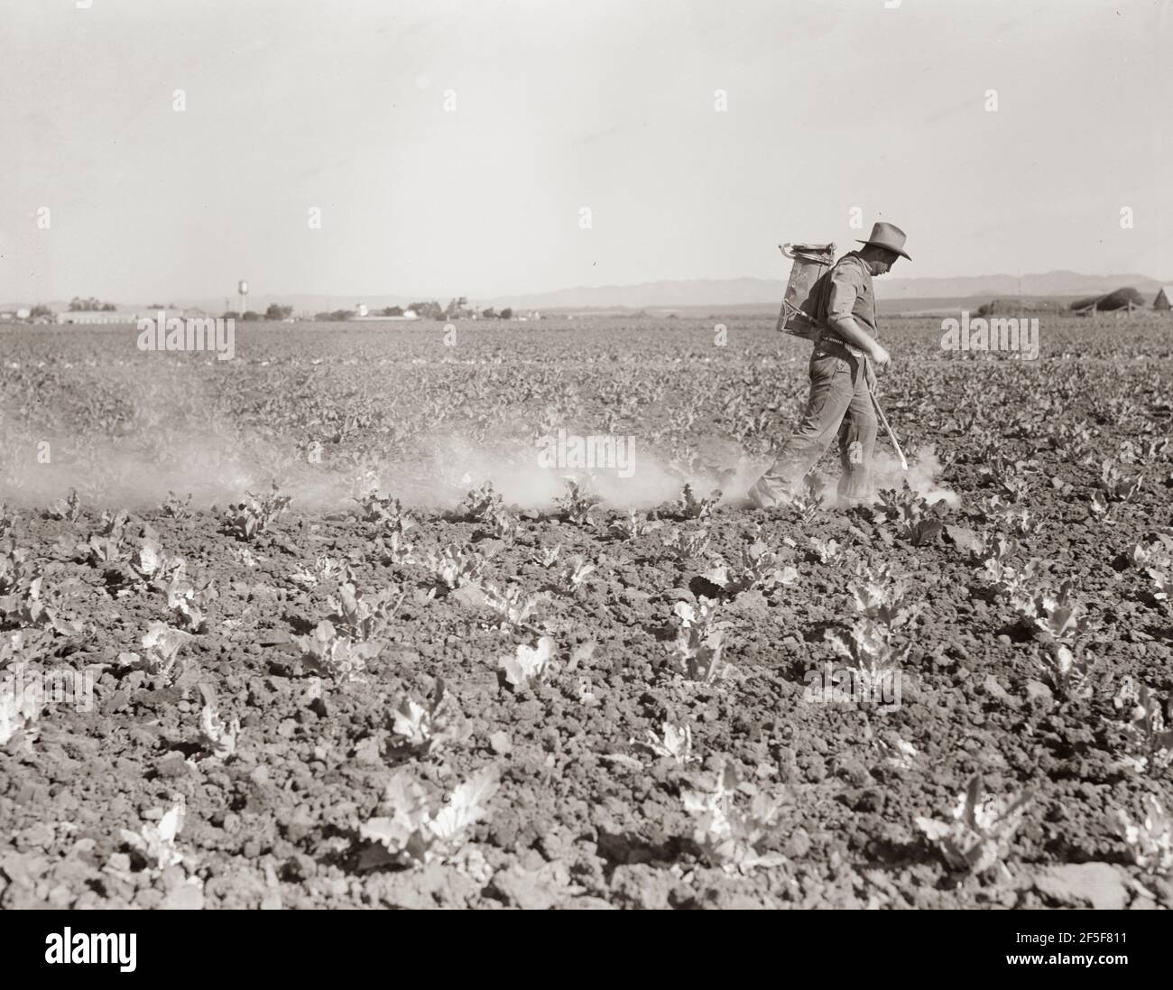 Spolverare piante di cavolfiore con DDT vicino a Santa Maria, California. Febbraio 1937. Fotografia di Dorothea Lange. Foto Stock