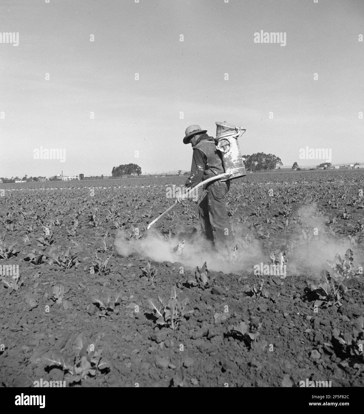 Spolverare piante di cavolfiore con DDT vicino a Santa Maria, California. Febbraio 1937. Fotografia di Dorothea Lange. Foto Stock