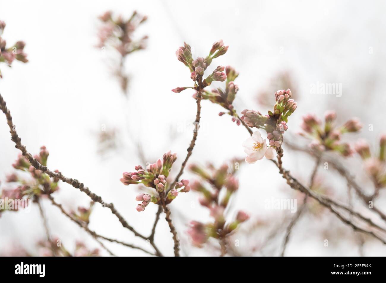 25 marzo 2021. Gli alberi di ciliegio di Washington DC raggiungono il quarto dei 6 ° stadi di fioritura. Il servizio del parco nazionale limiterà l'accesso del pubblico al bacino di Tidal durante l'alta stagione se la folla si è troppo grande. (Foto di Mihoko Owada/ Credit: Sipa USA/Alamy Live News Foto Stock