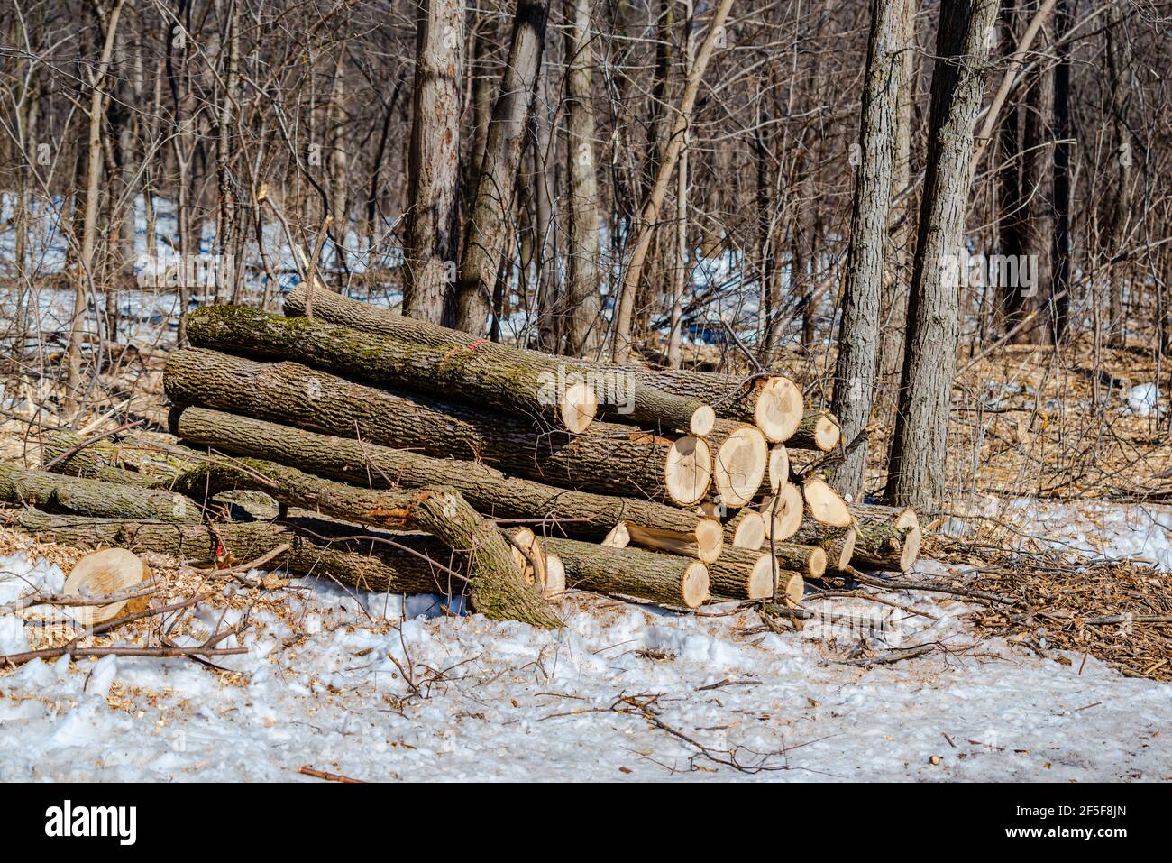 Gli alberi di cenere sono diventati il problema di 15 milioni di dollari di Montreal, un borrone di cenere smeraldo, un coleottero che uccide gli alberi di cenere. Foto Stock
