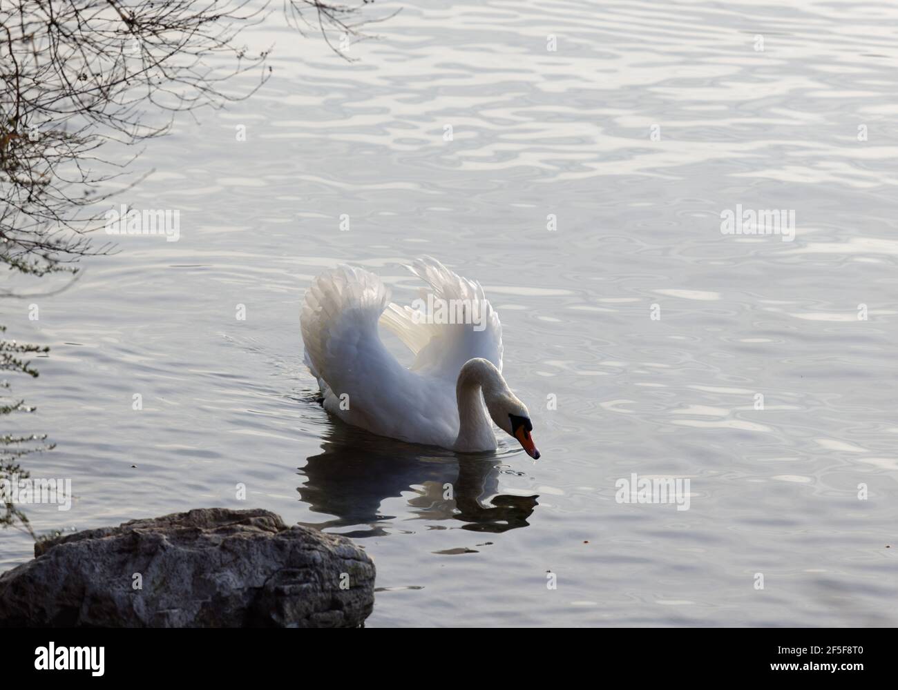 cigno bianco con un gesto minaccioso nuota sul lago, le ali aperte per segnalare alla gente e ad altri animali di mantenere la distanza da lui e il suo nido, fronte Foto Stock