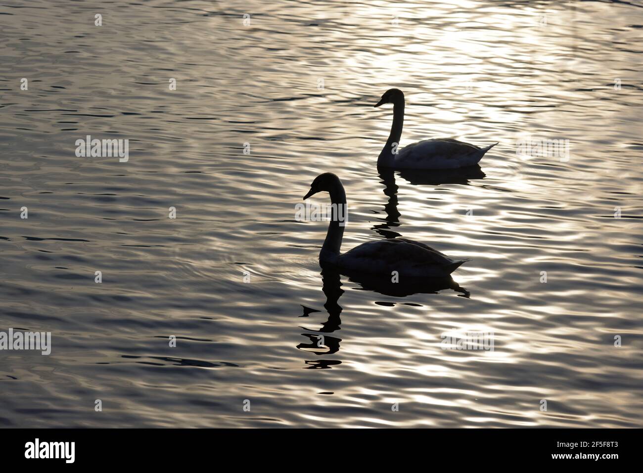due cigni dalla silhouette scura contro la luce del tramonto, la luce della sera si riflette nell'acqua, umore impressionante, senza persone Foto Stock