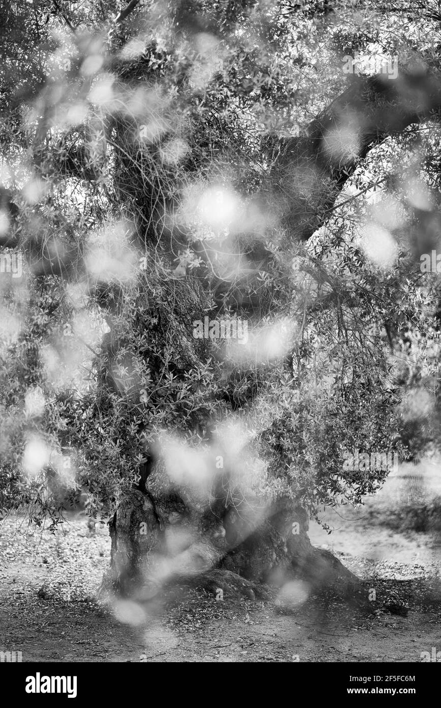 Olivo antico - Olivo milenario (Olea europaea), Moleta del Remei Iberian Village, Alcanar Village, la Senia Terres de l'Ebre, Tarrago Foto Stock