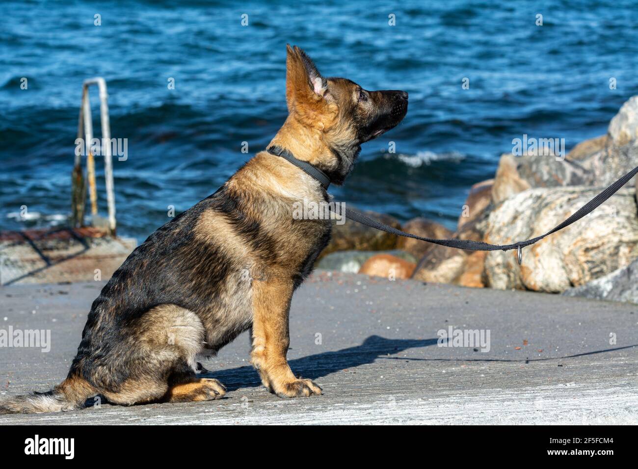 Una foto di un cucciolo di pastore tedesco di quindici settimane. Cielo blu e oceano sullo sfondo Foto Stock