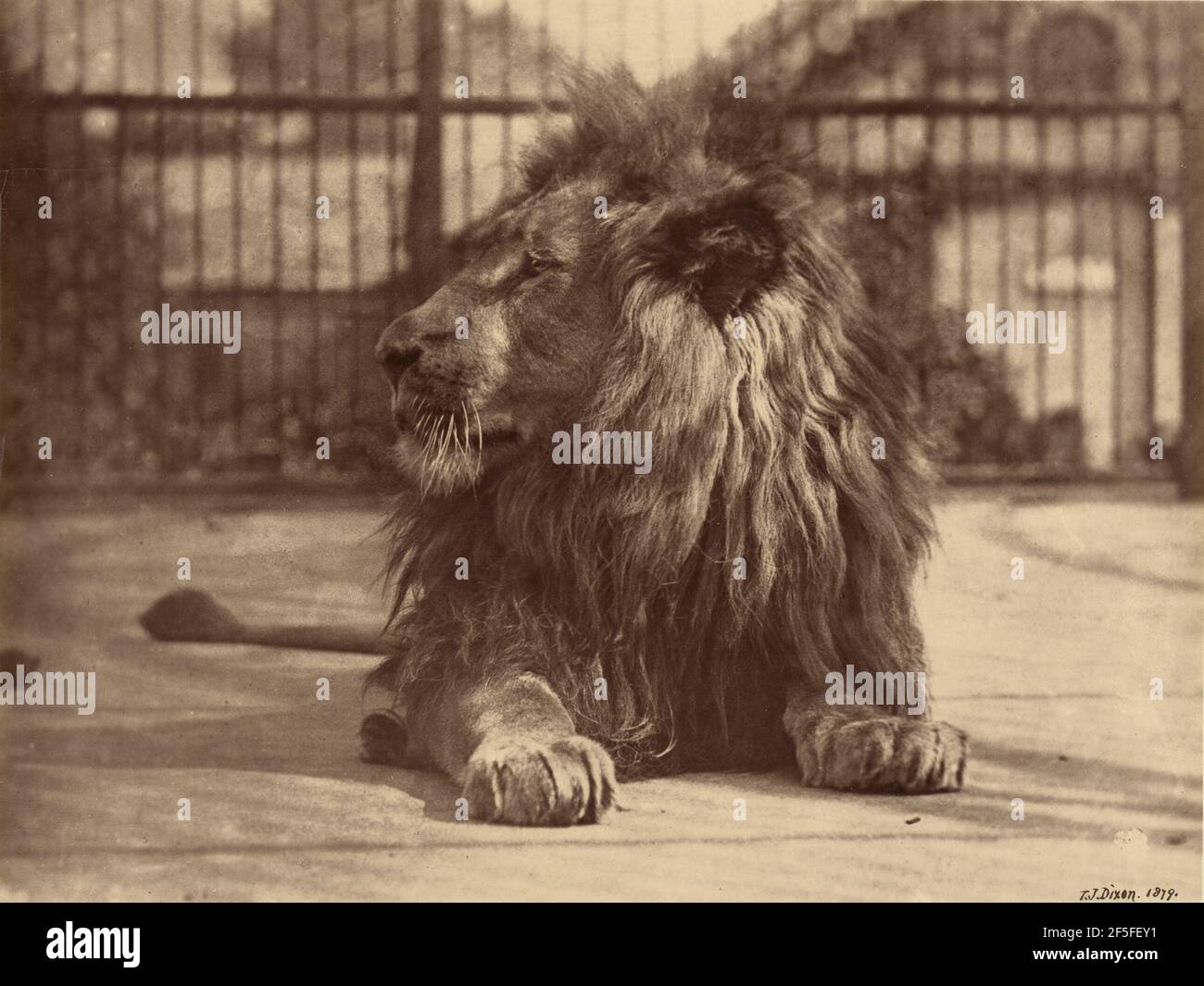 Leone allo Zoo. Thomas James Dixon (British, 1857 - 1943) Foto Stock