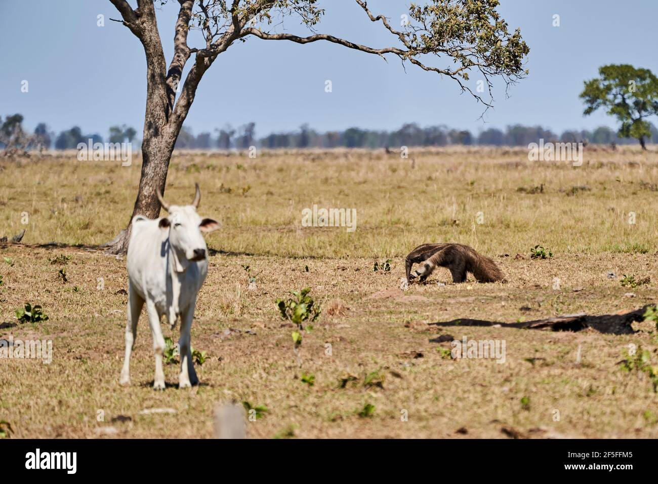 Un'anteater gigante che cammina su un prato di una fattoria nel Pantanal meridionale. Myrmecophaga tridactyla, anche orso formico, è un mammifero insettivoro nativo a. Foto Stock
