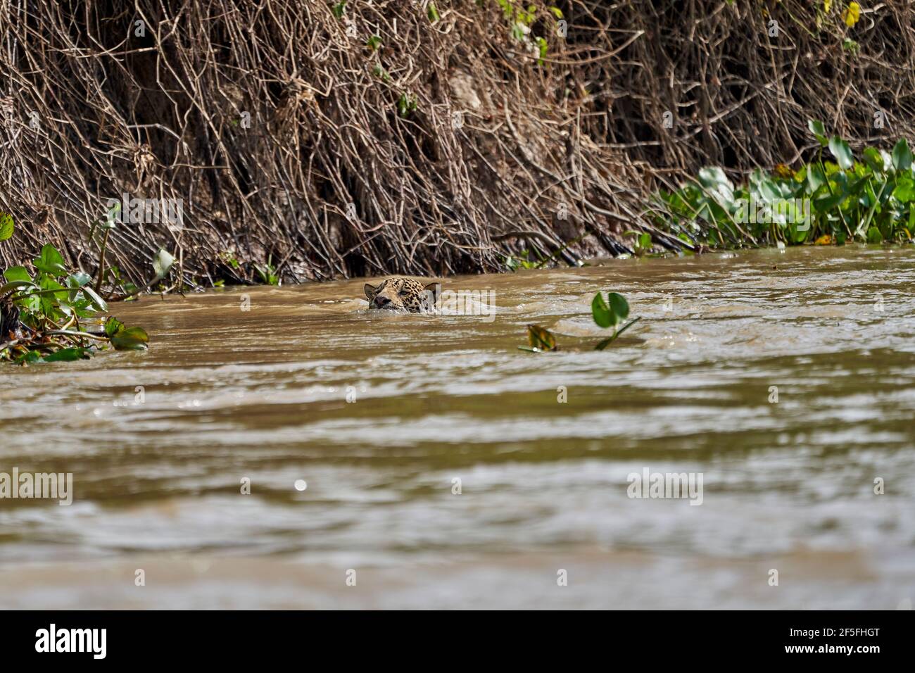 Il giaguaro, Panthera onca, è una grande specie di felidi e l'unico membro esistente del genere Panthera nativo delle Americhe, Jaguar che nuota il fiume Cuiaba Foto Stock