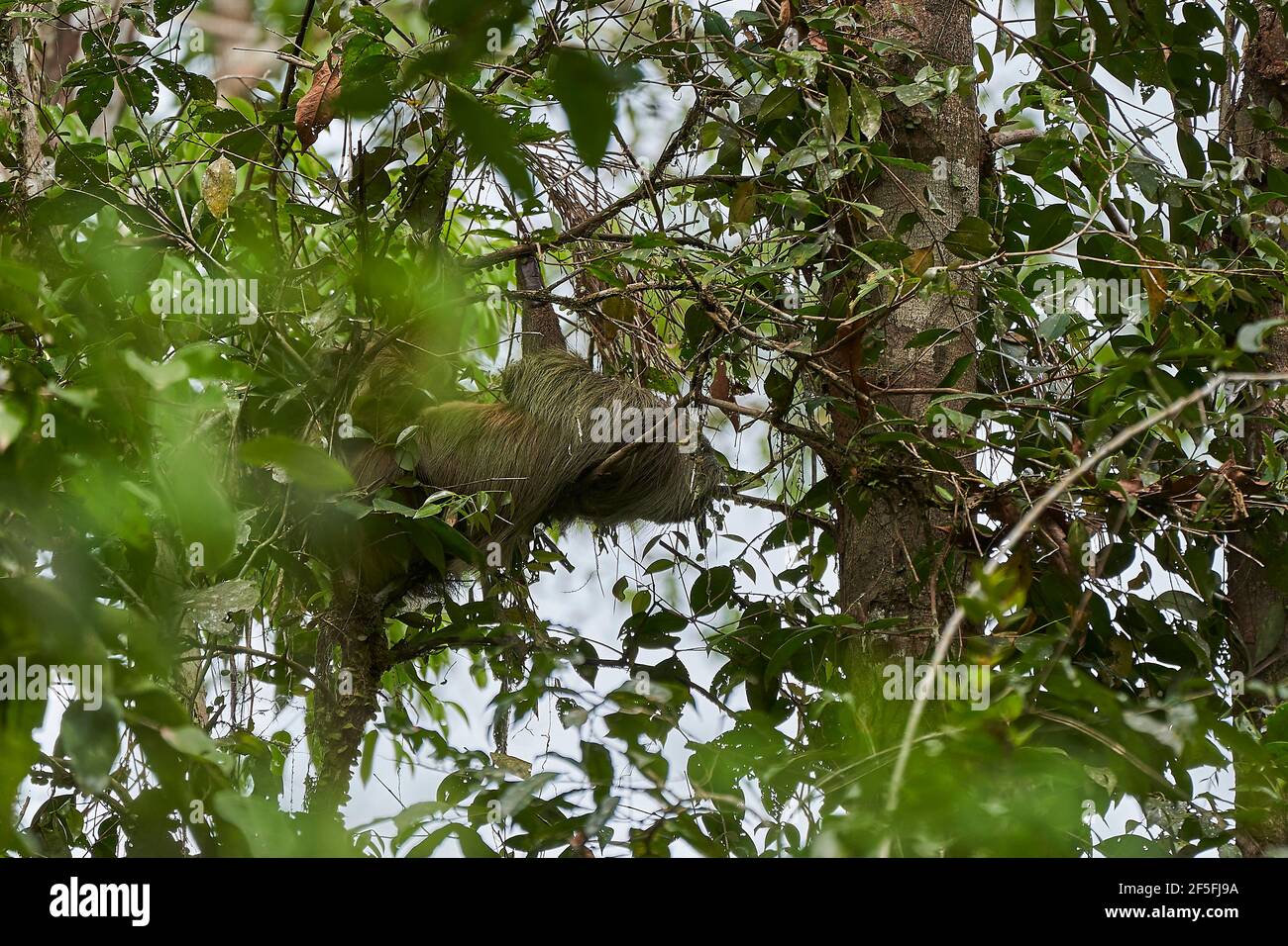 Linnaeuss uno sloth a due punte, Choloepus didactylus, anche sloth a due punte meridionale, o Linnes due punte sloth è una specie di sloth dal Sud America, hangi Foto Stock