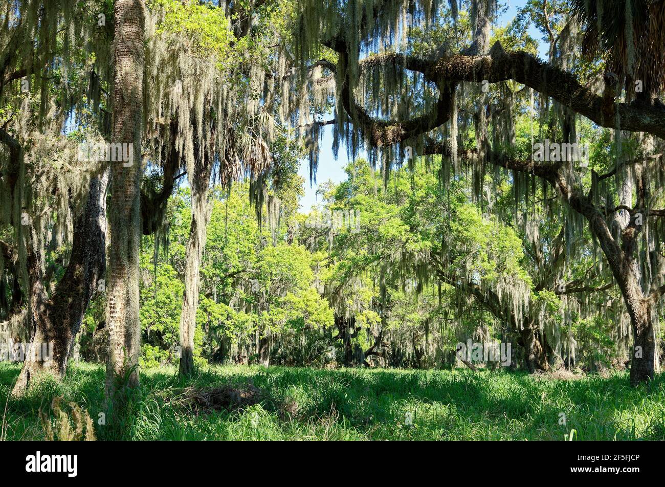 Paesaggio scena, alberi, muschio spagnolo sospeso, natura, verde, sole, ombra, Circle B Bar Reserve, Florida, Lakeland, FL, primavera Foto Stock