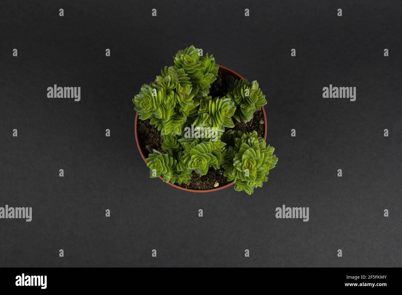 Crassula spiralis in vaso con sfondo nero, vista dall'alto Foto Stock