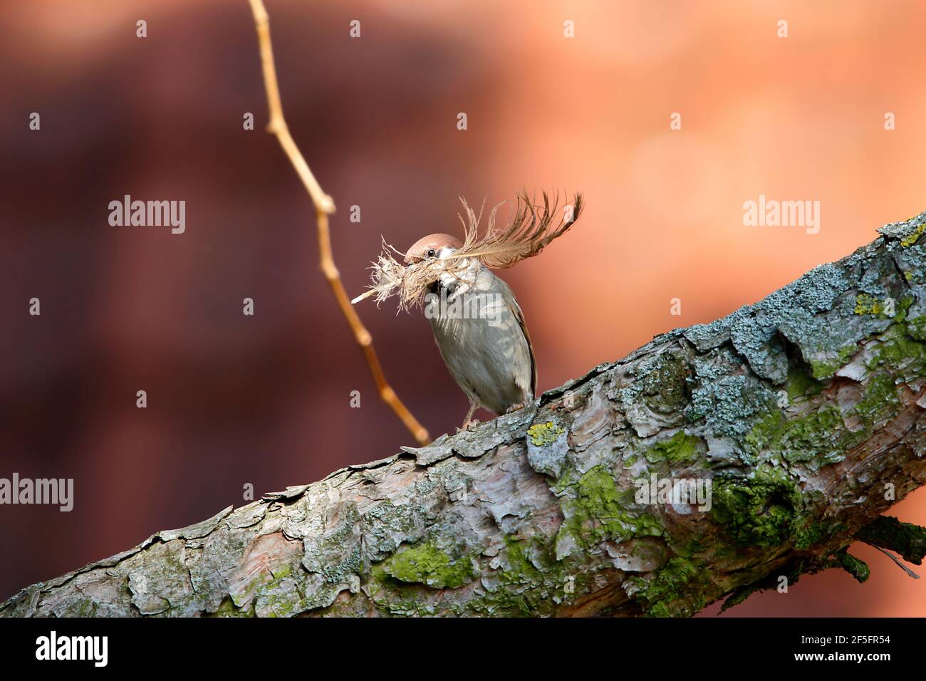 Un piccolo passero di alberi con una grande piuma per Nest costruire nel suo becco Foto Stock