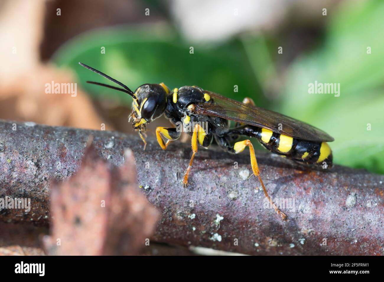 Kotwespe, Grabwespe, Mellinus arvensis, Field digger wasp, Grabwespen, Crabronidae Foto Stock