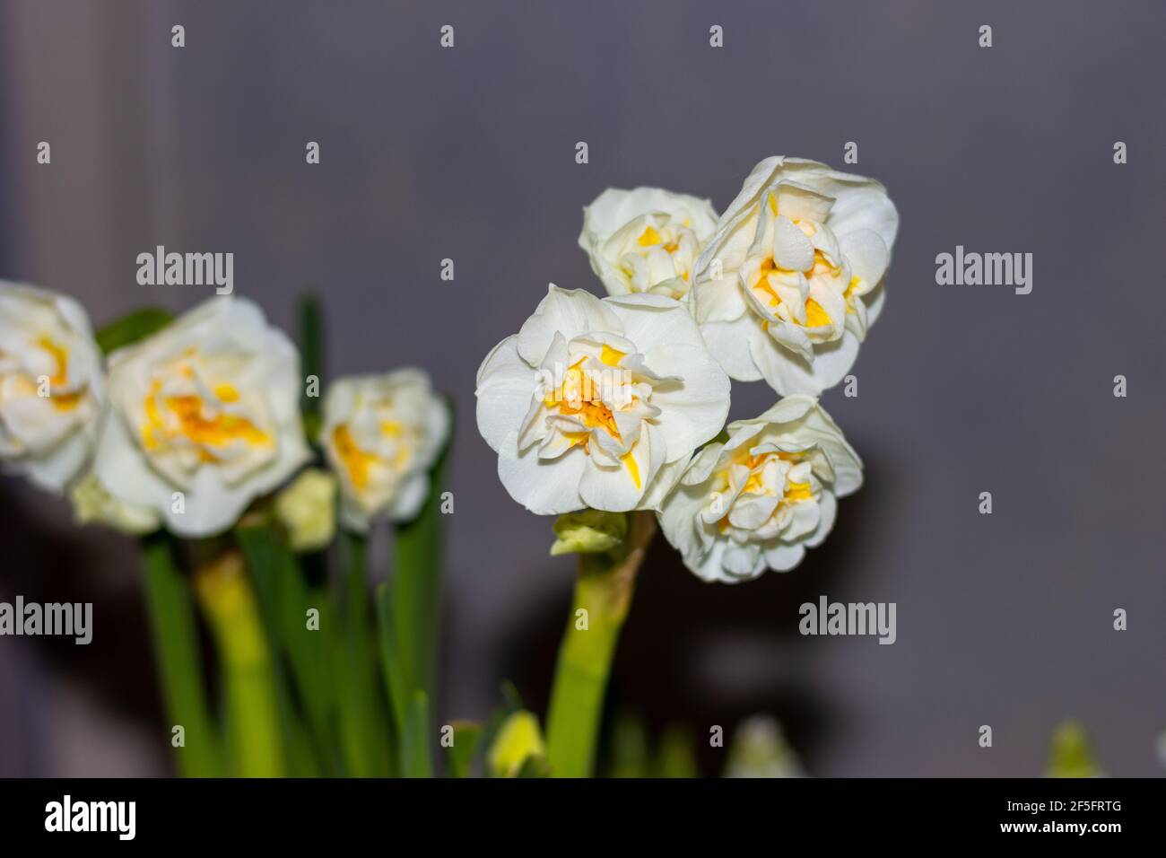 Narcissus 'Corona nuziale' fiorente all'interno. Primo piano. Foto Stock
