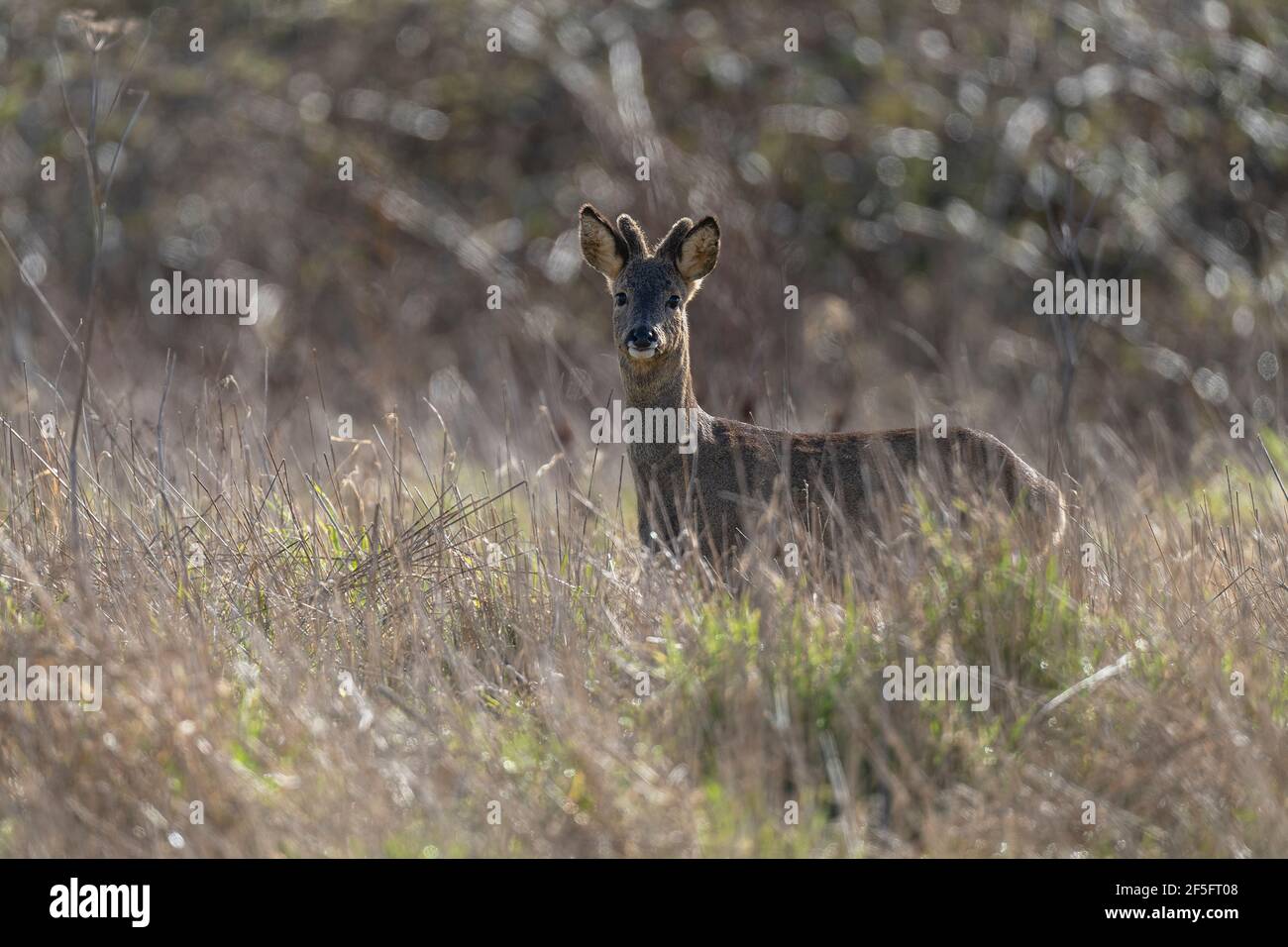 Maschio Roe Deer (Buck)-Capreolus capreolus Foto Stock