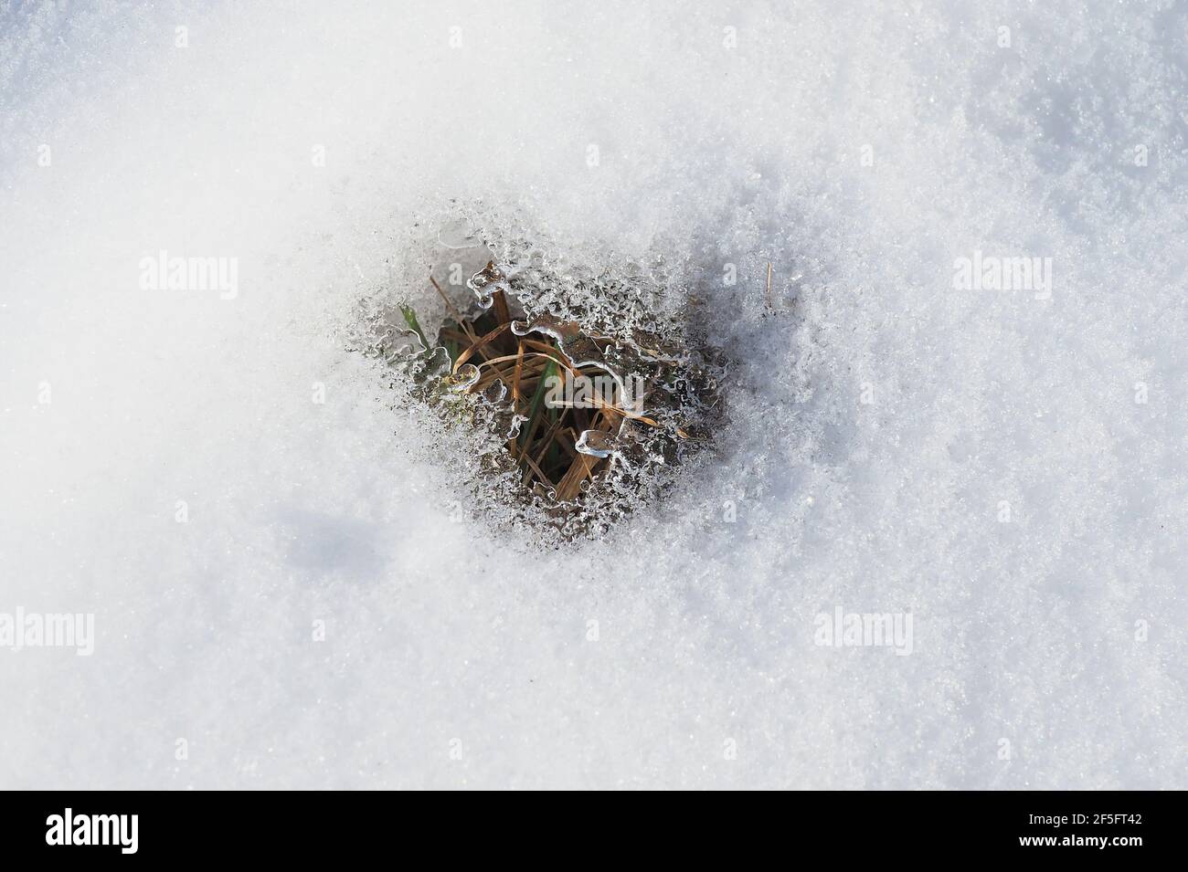 Prima verde fresco nei fori della copertura di neve di un prato di campagna Foto Stock