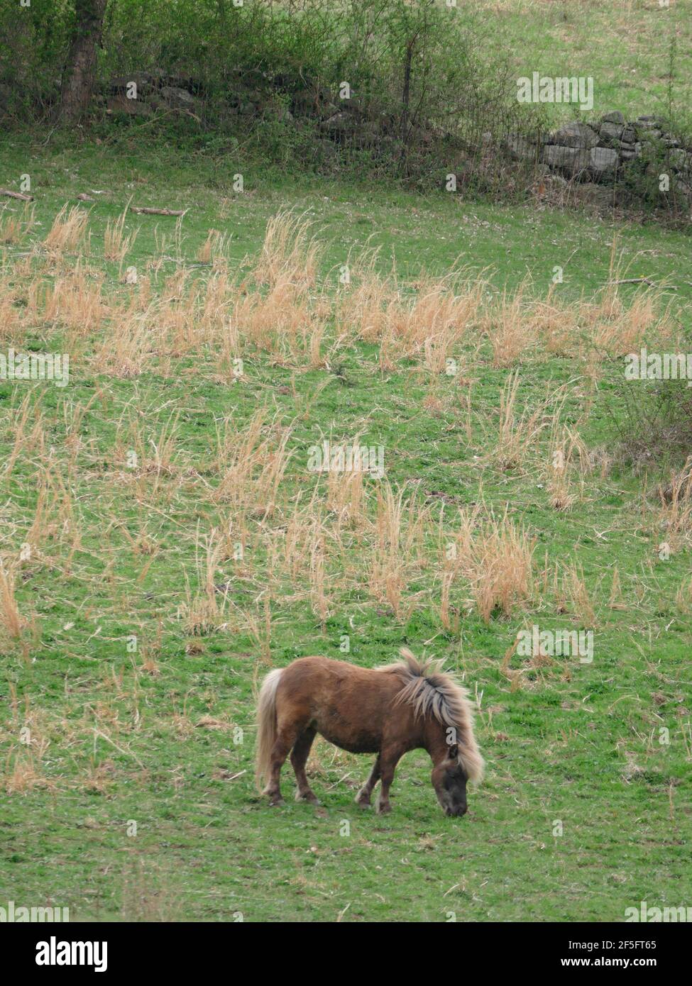 Un Cavallo in miniatura marrone pascola tra i verdi pascoli Foto Stock