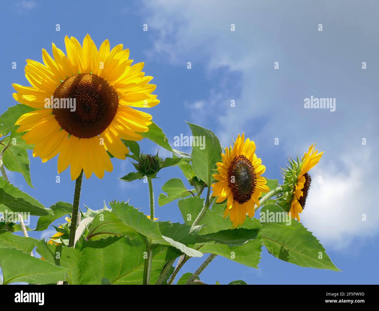 Sunflower Farm in una bella giornata con Blue Skies e. Nuvole soffici Foto Stock