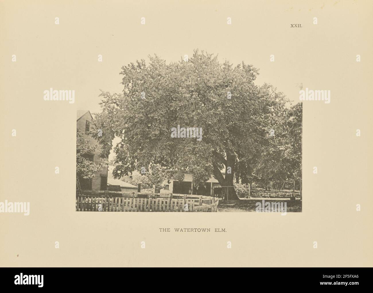 L'Elm di Watertown. Henry Brooks (americano, nato nel 1857) Foto Stock