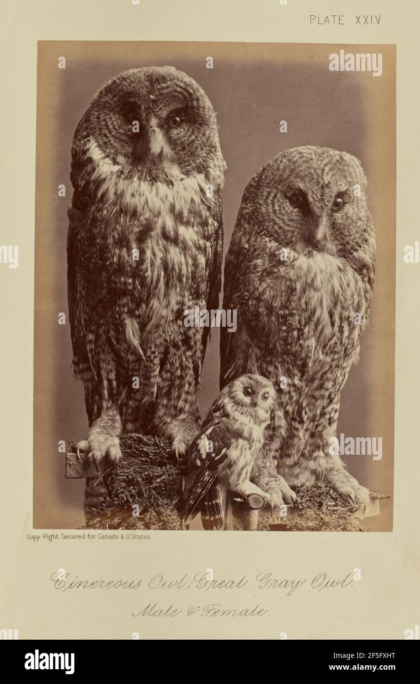 Gufo cinereo; gufo grigio grande. Maschio e femmina. William Notman (canadese, nato Scozia, 1826 - 1891) Foto Stock