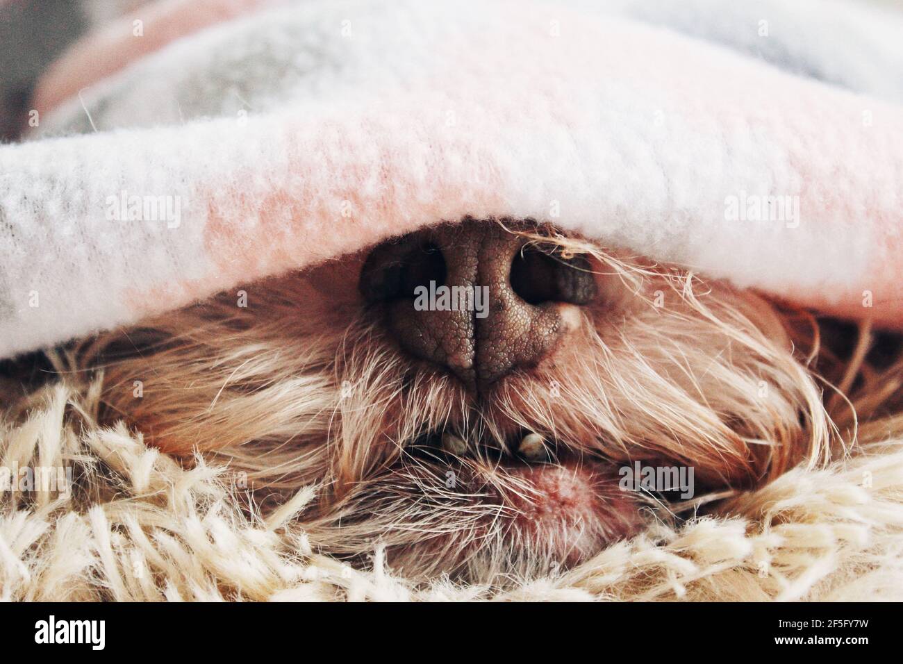 Primo piano di un cane che dorme Foto Stock