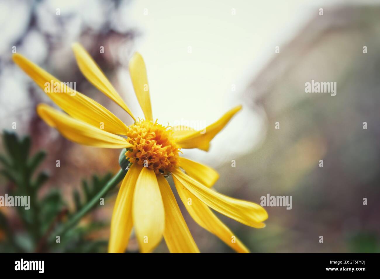 Primo piano di un piccolo fiore giallo Foto Stock