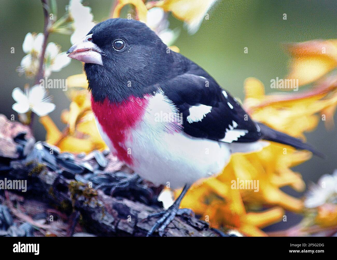 Questo è un "uccello" di Grossbeak. Grossbeak /ˈɡroʊsbiːk/ è un taxon formato contenente varie specie di uccelli passerini che mangiano semi con grandi querce. Sebbene appartengano tutti alla superfamiglia Passeroidea, questi uccelli non fanno parte di un gruppo naturale, ma piuttosto di un insieme polifiletico di songbirds collegati a distanza. Foto Stock