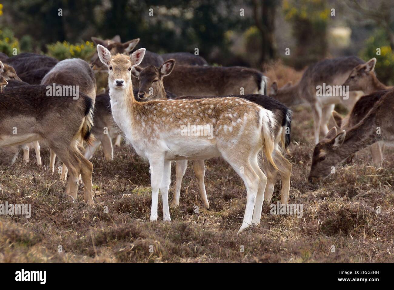 Allow Deer (Dama dama). Una femmina di fiamdo (Doe) con un cappotto di menil che si aggirano selvaggi nella New Forest, UK. Foto Stock