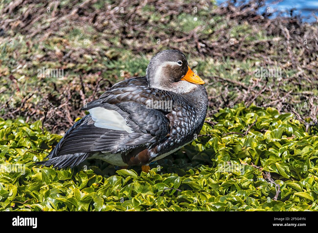 Falkland Steamer Duck, Talchyeres brachypterus, uno dei soli due uccelli endemici delle Isole Falkland, Sea Lion Island, Falkland Islands Foto Stock