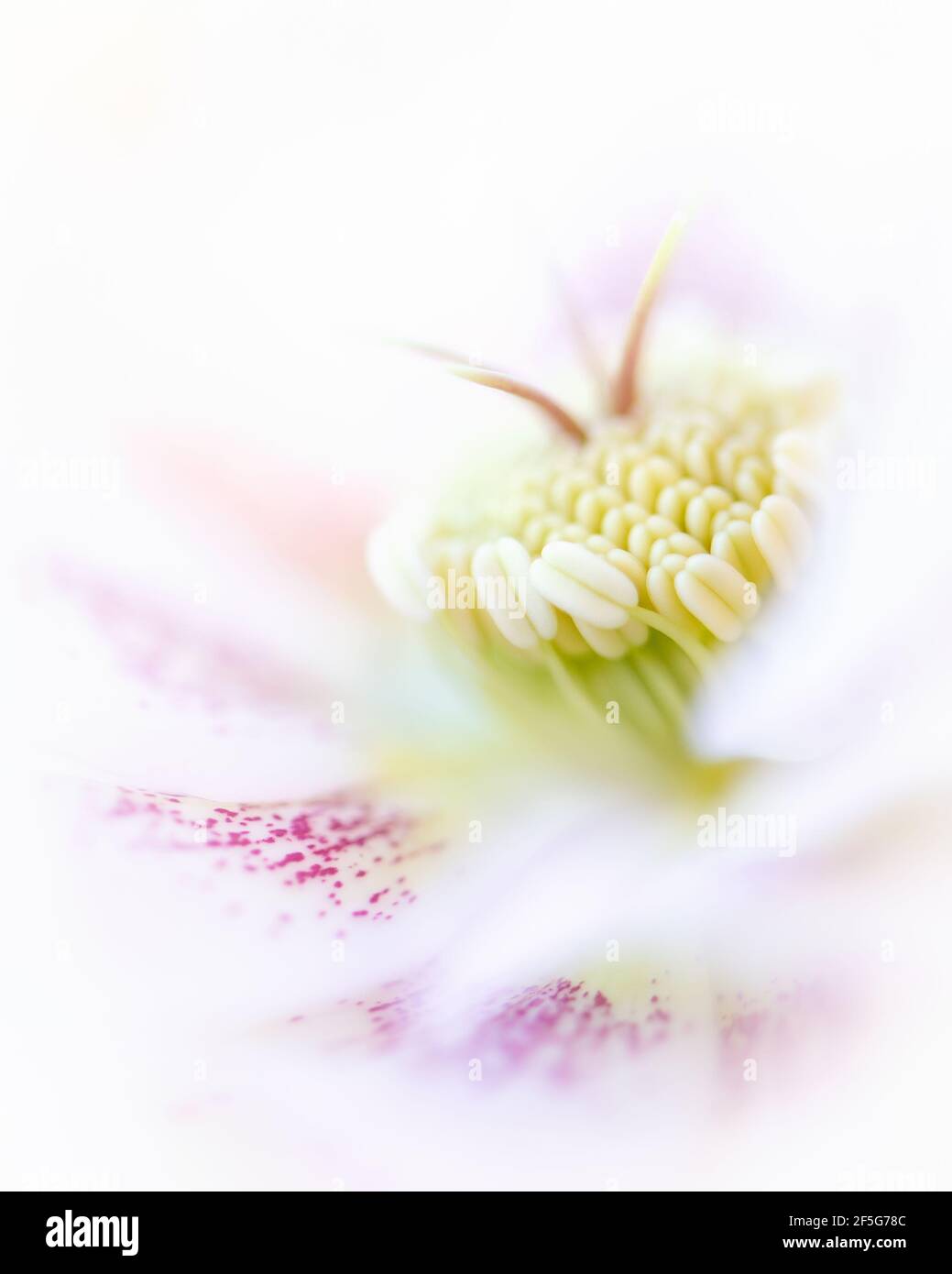 Sognante primo piano macro del centro di un bel fiore bianco e rosa ellebore o rosa quaresimale. Foto Stock