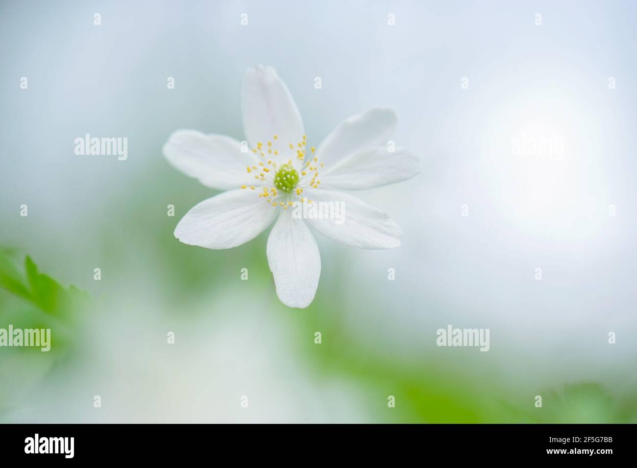 Primo piano di un'unica testa di fiore bianco in legno anemone in primavera circondata da uno sfondo misterioso e sognante con spazio vuoto. Foto Stock