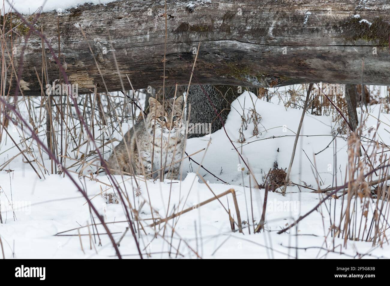 Bobcat (Lynx rufus) Siede dietro le erbacce sotto Log Winter - animale prigioniero Foto Stock