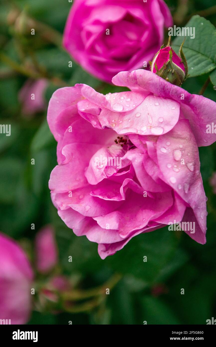 Ciao primavera. Belle rose fresche in natura. Primavera naturale e sfondo estivo. Arbusto di rose nel parco. Foto Stock