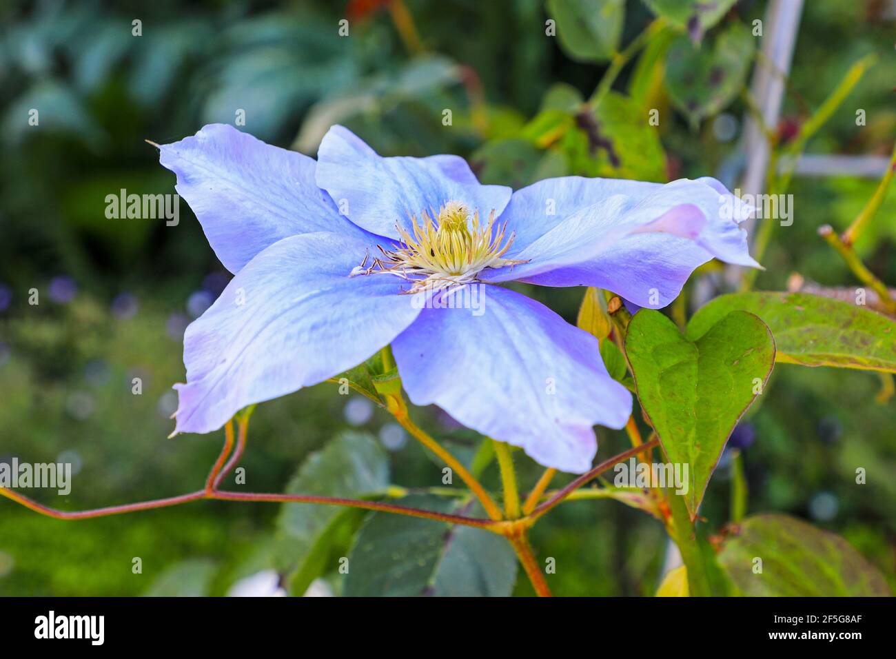 Clematis fujimusume, True Blue Variety, Inghilterra, Regno Unito Foto Stock