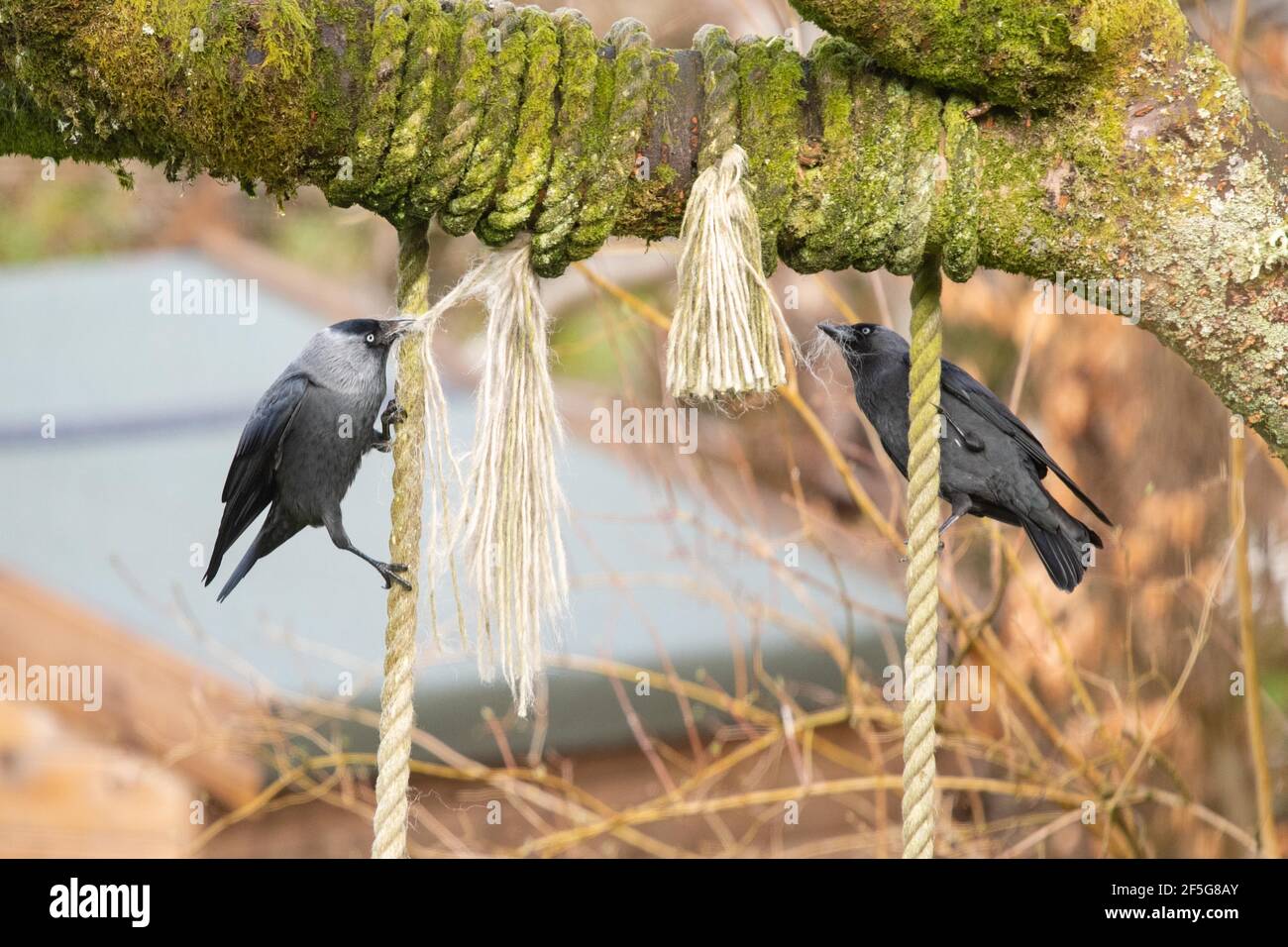 Uccelli che raccolgono il materiale di nidificazione che viene raccolto da jackdaws in primavera - che tira i trefoli di corda da una vecchia oscillazione del giardino - Scozia, Regno Unito Foto Stock