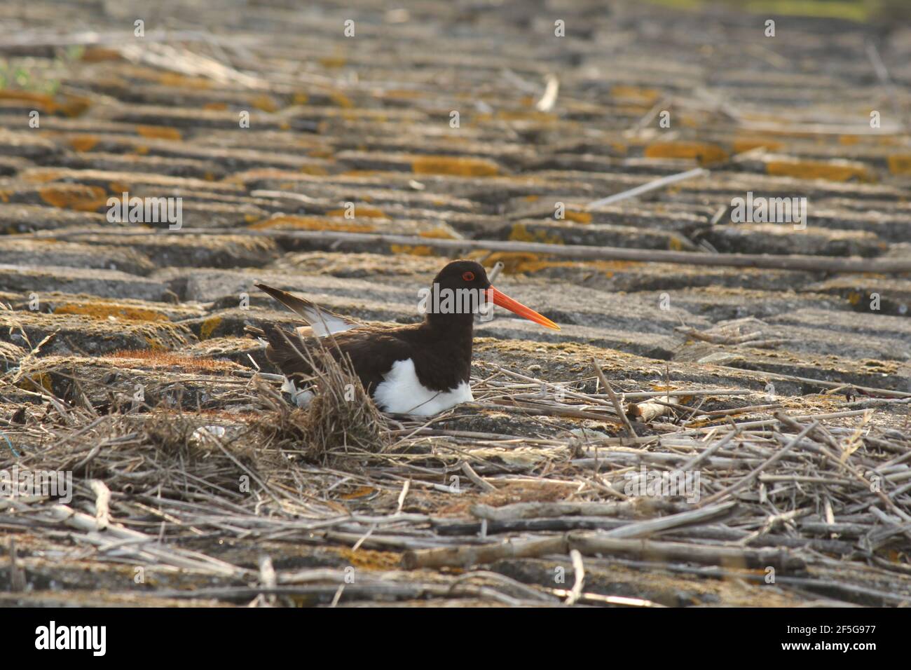 un ostrystercatcher si sta allevando presso il muro di mare della westerschelde mare sulla costa olandese in zelanda Foto Stock