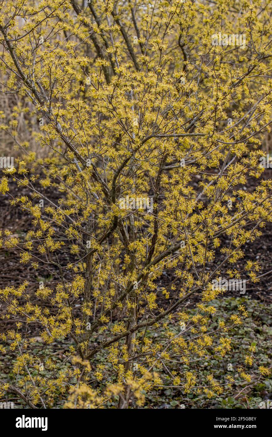 Cornus officinalis arbusto in pieno fiore in primavera Foto Stock