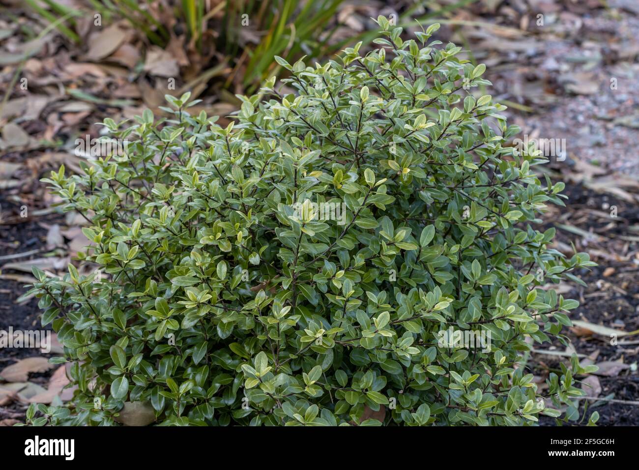 Semplice tiro Pittosporum tenuifolium Golf Ball in bordo Foto Stock