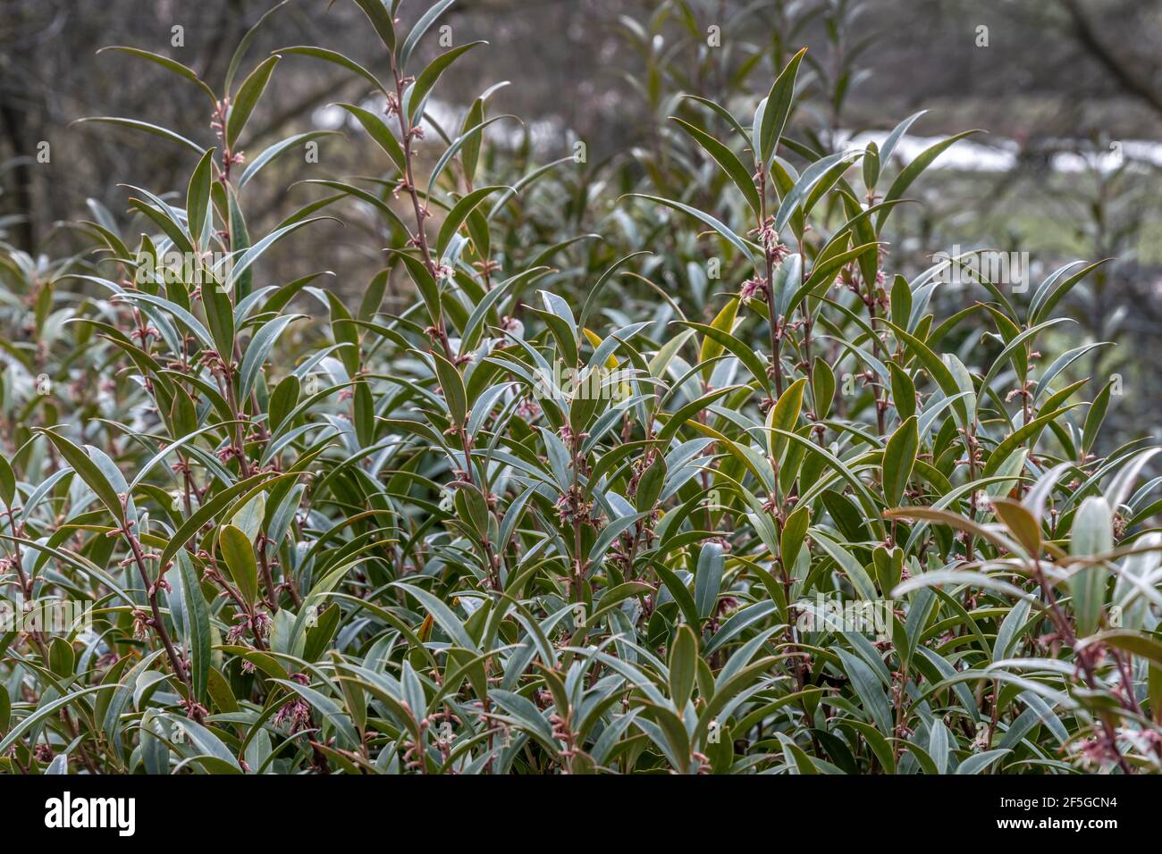 Sarcococca hookeriana stelo viola, comunemente noto come scatola dolce Foto Stock