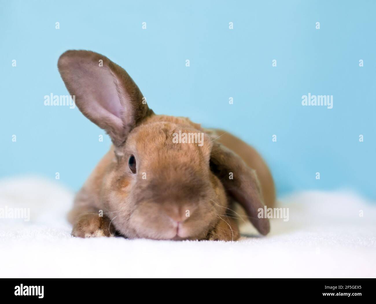 Un simpatico coniglio marrone Lop allevato che tiene un orecchio in su e un orecchio giù Foto Stock