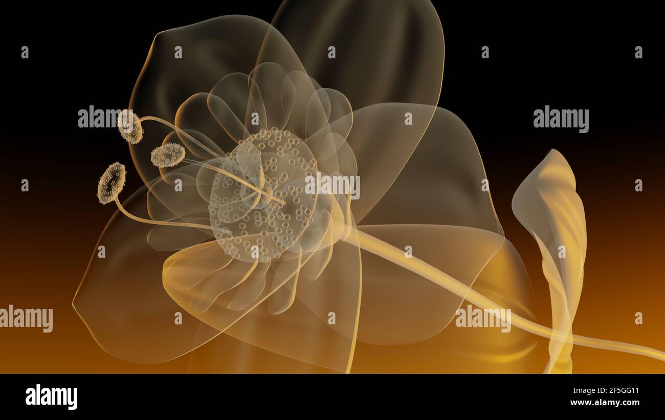 Fiore in macro raggi X al tramonto, rendering 3D Foto Stock